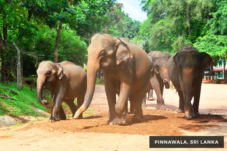 Ramayanaya Trail